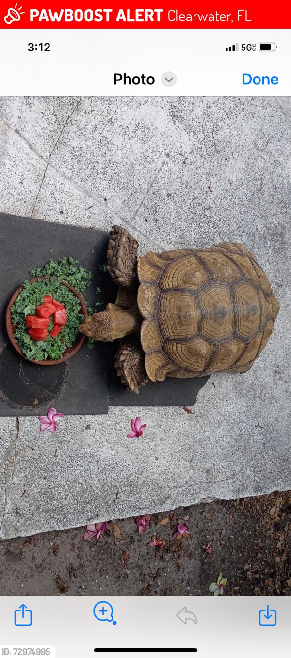 Lost Female Reptile last seen Duncan Avenue & Drew Street, Clearwater, FL 33755