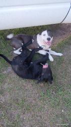 Lost Male Dog last seen Hussy rd and shug rd, Jackson County, FL 32443