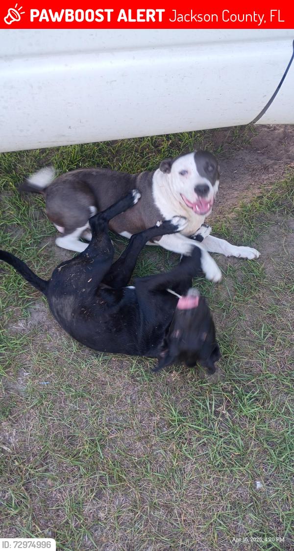 Lost Male Dog last seen Hussy rd and shug rd, Jackson County, FL 32443