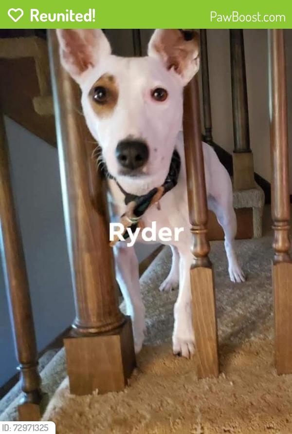 Reunited Male Dog last seen Barth and nelson, Indianapolis, IN 46203