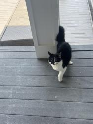 Found/Stray Unknown Cat last seen Near bayview blvd Atlantic beach bc, Atlantic Beach, NC 28512