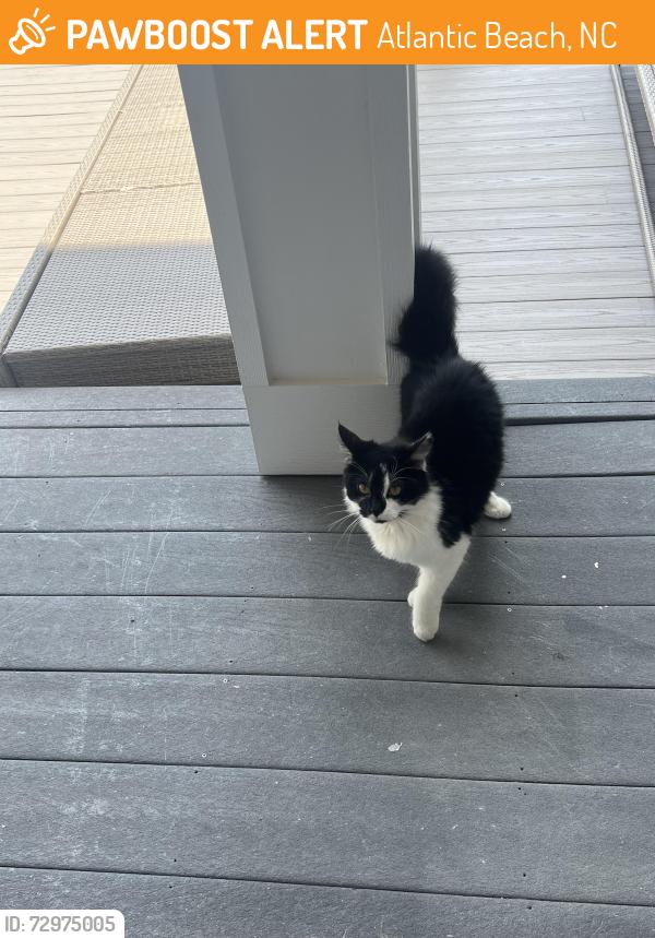 Found/Stray Unknown Cat last seen Near bayview blvd Atlantic beach bc, Atlantic Beach, NC 28512