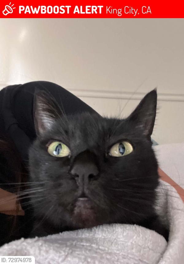 Lost Female Cat last seen The cross streets are C st and River dr, King City, CA 93930