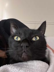 Lost Female Cat last seen The cross streets are C st and River dr, King City, CA 93930