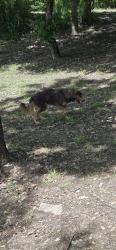 Found/Stray Unknown Dog last seen By lake gazebo, Dallas, TX 75217