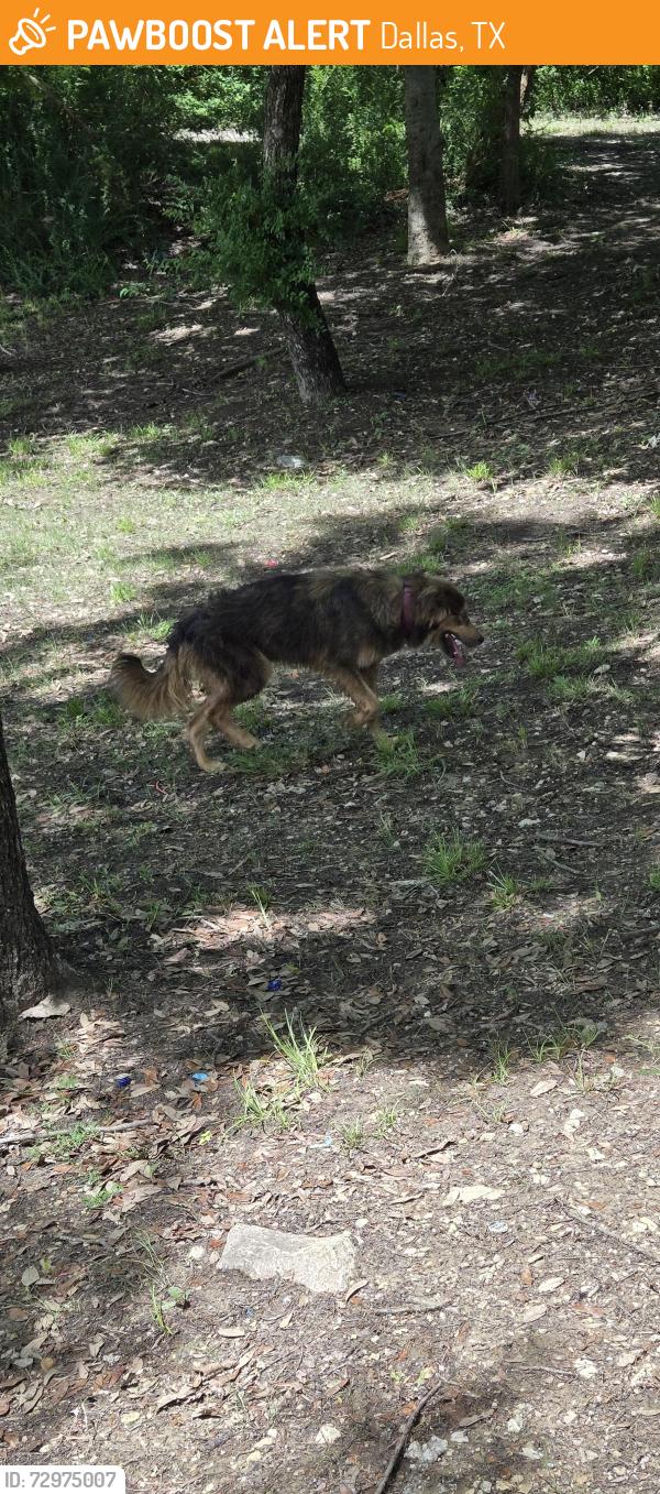 Found/Stray Unknown Dog last seen By lake gazebo, Dallas, TX 75217