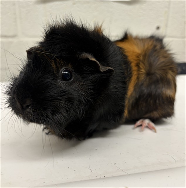 Shelter Stray Female Other last seen D AVE & E 20TH ST, 130 Beyer Way, Chula Vista, CA 91911, USA
