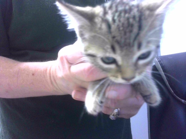 Shelter Stray Male Cat last seen Near BLOCK HATLEE TRACE TALLAHASSEE 32304, Tallahassee, FL 32311