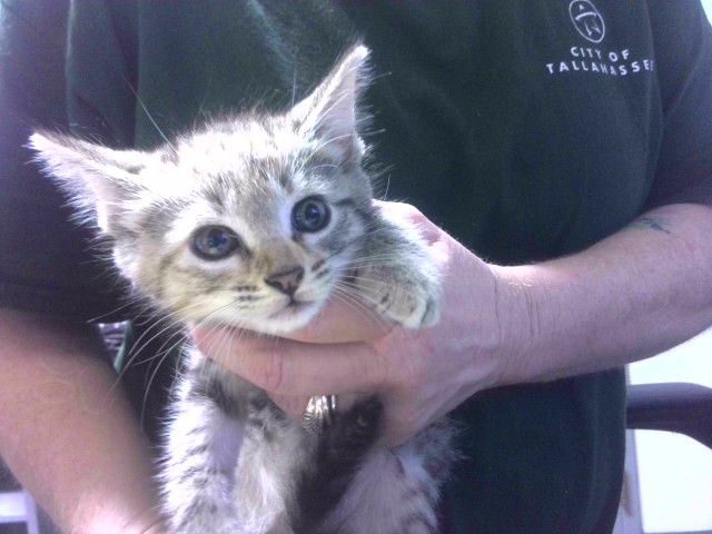 Shelter Stray Female Cat last seen Near BLOCK HATLEE TRACE TALLAHASSEE 32304, Tallahassee, FL 32311