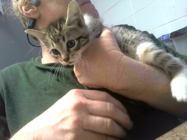 Shelter Stray Male Cat last seen Near BLOCK HATLEE TRACE TALLAHASSEE 32304, Tallahassee, FL 32311