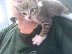 Shelter Stray Male Cat last seen Near BLOCK HATLEE TRACE TALLAHASSEE 32304, Tallahassee, FL 32311