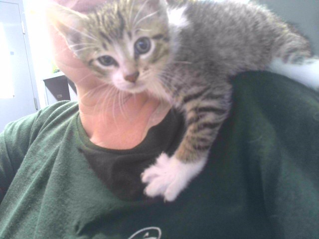 Shelter Stray Male Cat last seen Near BLOCK HATLEE TRACE TALLAHASSEE 32304, Tallahassee, FL 32311