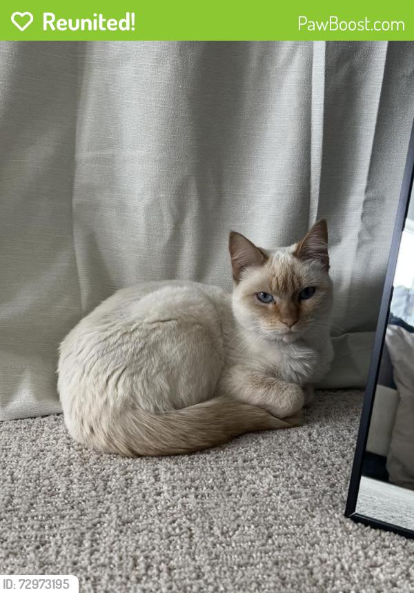 Reunited Female Cat last seen Canyon Point Neighborhood, Lehi, UT 84043