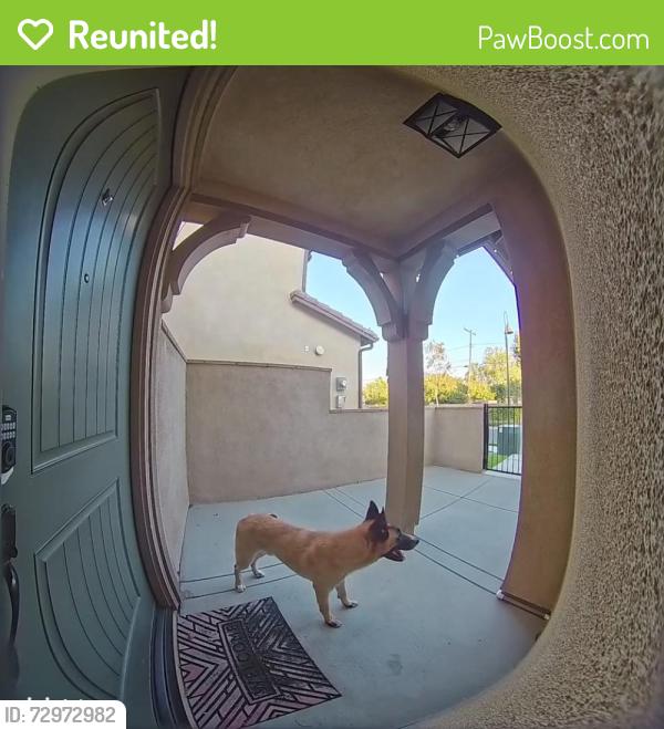 Reunited Unknown Dog last seen Sierra and Streeter, Riverside, CA 92504