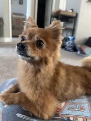 Reunited Female Dog last seen White rock lake area , Dallas, TX 75218