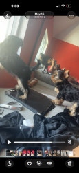 Lost Female Dog last seen Woodbine st, Rochester, NY 14611