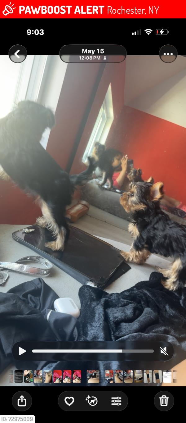Lost Female Dog last seen Woodbine st, Rochester, NY 14611