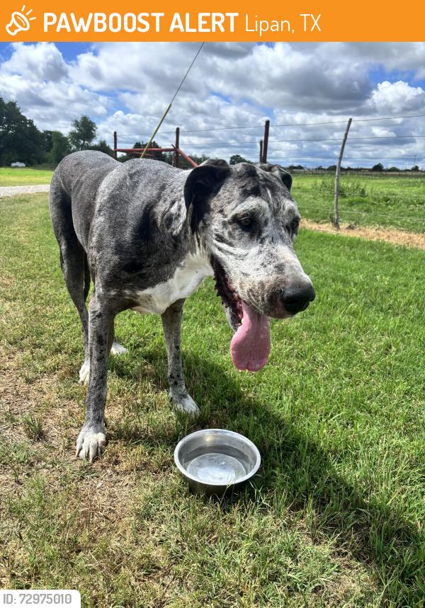 Found/Stray Female Dog last seen Near light rd, Lipan, TX 76462