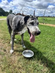 Found/Stray Female Dog last seen Near light rd, Lipan, TX 76462