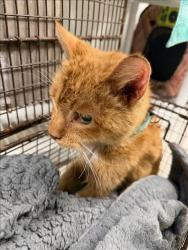 Shelter Stray Female Cat last seen , 14409 Vanowen St, Van Nuys, CA 91405, USA
