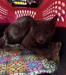 Shelter Stray Female Cat last seen , Camarillo, CA 93010
