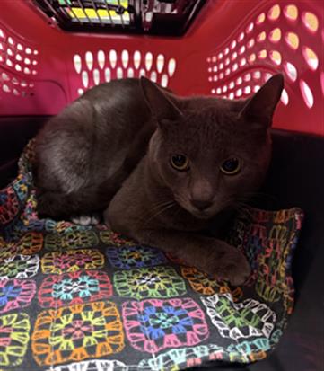 Shelter Stray Female Cat last seen , Camarillo, CA 93010