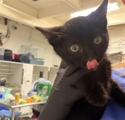 Shelter Stray Female Cat last seen , Camarillo, CA 93010