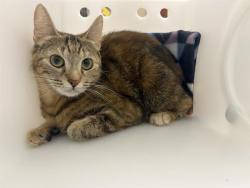 Shelter Stray Female Cat last seen Near BLOCK N 65TH ST, 3839 W Burnham St, West Milwaukee, WI 53215, USA