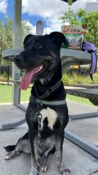 Shelter Stray Female Dog last seen Near BLOCK PERVIZ AVE, Doral, FL 33122