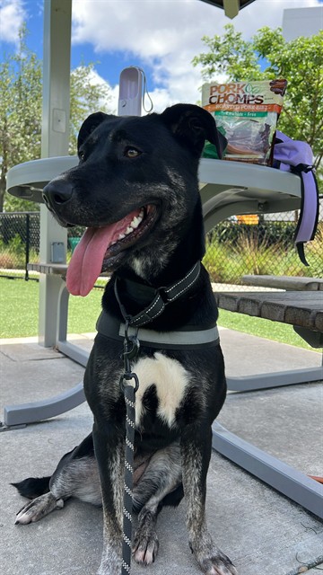 Shelter Stray Female Dog last seen Near BLOCK PERVIZ AVE, 3599 NW 79th Ave, Doral, FL 33122, USA