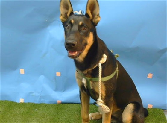 Shelter Stray Male Dog last seen , Gardena, CA 90248