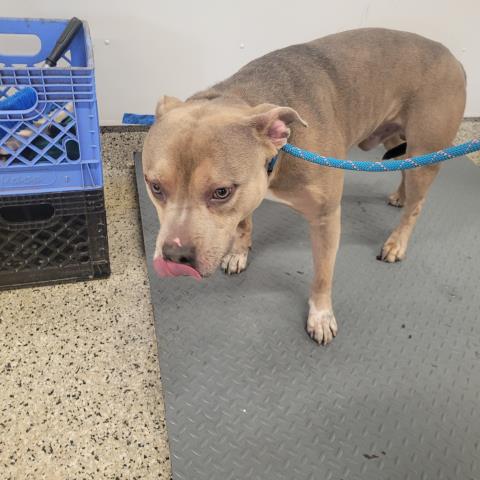 Shelter Stray Male Dog last seen Near BLOCK SUNDERLAND RD, DETROIT, MI 48219, 7401 Chrysler Dr, Detroit, MI 48211, USA