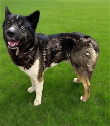 Shelter Stray Male Dog last seen , 38550 Sierra Hwy, Palmdale, CA 93550, USA