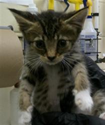 Shelter Stray Male Cat last seen DOWNTOWN SANFORD, Sanford, FL 32773