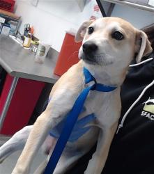 Shelter Stray Female Dog last seen GENEVA, San Francisco, CA 94103