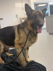 Shelter Stray Female Dog last seen Near , 2600 S Harding St, Indianapolis, IN 46221, USA