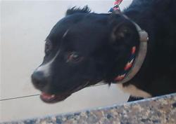 Shelter Stray Female Dog last seen US HIGHWAY 19 AND SANDR DRIVE, Land O' Lakes, FL 34638