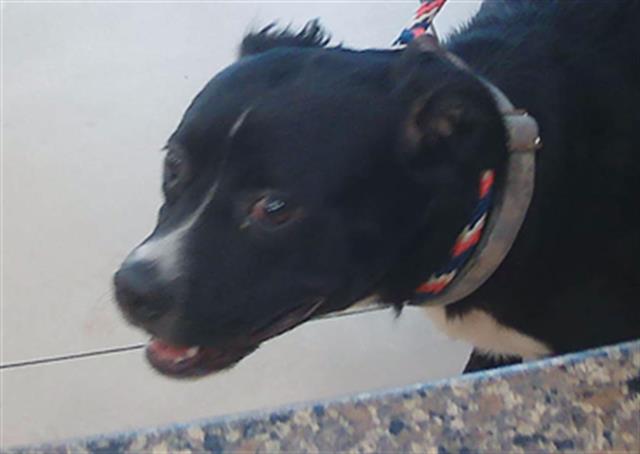 Shelter Stray Female Dog last seen US HIGHWAY 19 AND SANDR DRIVE, Land O' Lakes, FL 34638