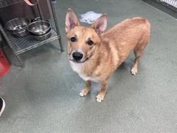 Shelter Stray Female Dog last seen Near BLOCK JOSHUA LN SANTA FE NM 87507, 100 Caja Del Rio Rd, Santa Fe, NM 87507, USA