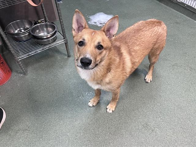 Shelter Stray Female Dog last seen Near BLOCK JOSHUA LN SANTA FE NM 87507, 100 Caja Del Rio Rd, Santa Fe, NM 87507, USA