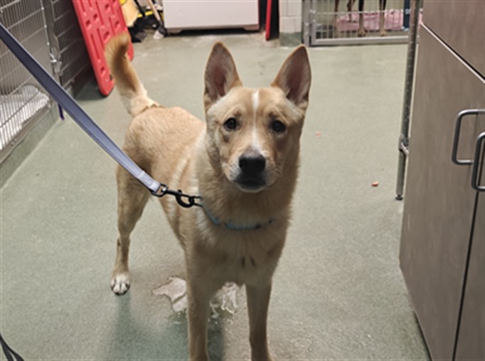 Shelter Stray Male Dog last seen Near BLOCK JOSHUA LN SANTA FE NM 87507, 100 Caja Del Rio Rd, Santa Fe, NM 87507, USA