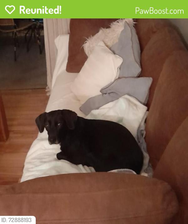 Reunited Female Dog last seen Assai Acatadista Aeroporto de Congonhas, Campo Belo, SP 