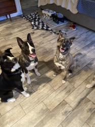 Reunited Female Dog last seen Near Sandy Ln, Warwick, RI 02889, USA, Warwick, RI 02889