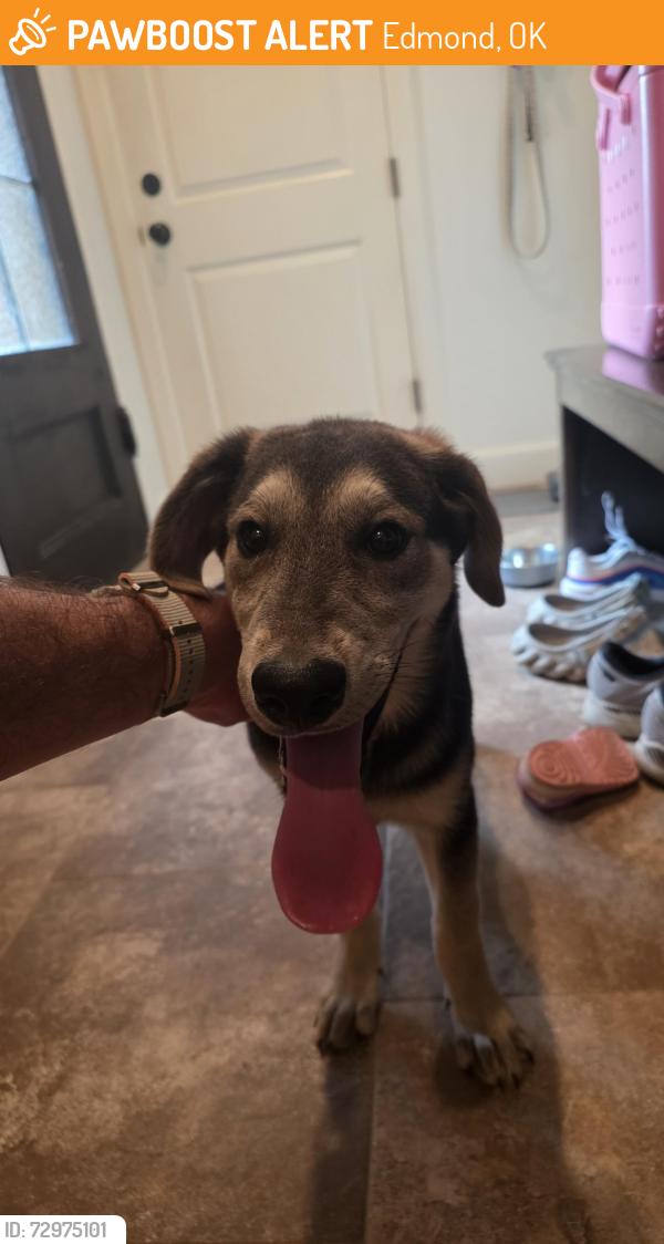 Found/Stray Male Dog last seen N. Bryant Ave and Coffee Creek Rd. , Edmond, OK 73034
