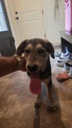Found/Stray Male Dog last seen N. Bryant Ave and Coffee Creek Rd. , Edmond, OK 73034