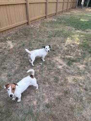 Reunited Female Dog last seen Red wood Rd and Hwy 96- Zebulon , Johnston County, NC 27597