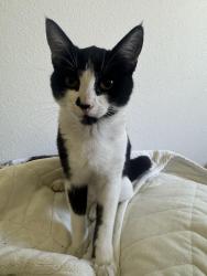 Reunited Unknown Cat last seen Stonestown Galleria Mall, San Francisco, CA 94132