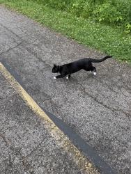 Found/Stray Unknown Cat last seen Gillman trail at Blackberry St. Entrance, Aurora, IL 60506