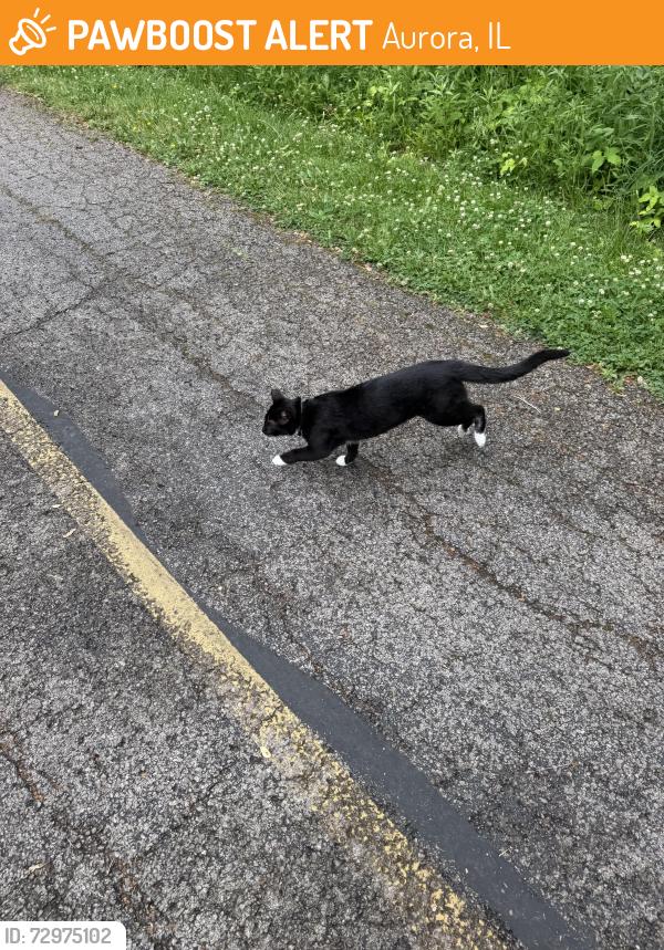 Found/Stray Unknown Cat last seen Gillman trail at Blackberry St. Entrance, Aurora, IL 60506