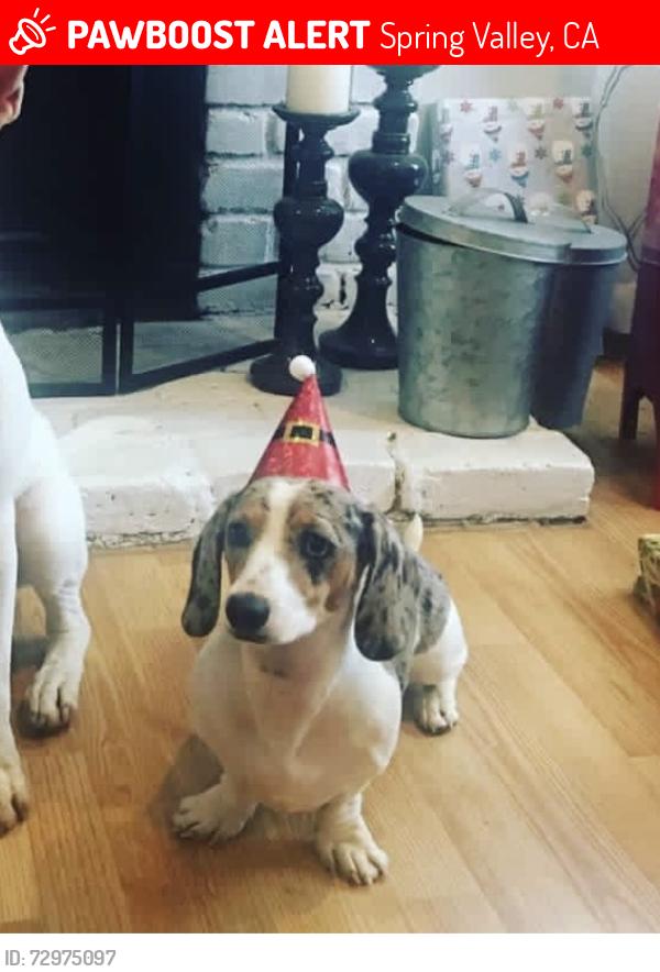 Lost Female Dog last seen Jamacha , Spring Valley, CA 91977